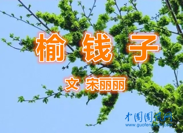  榆  錢  子（文  張志國）