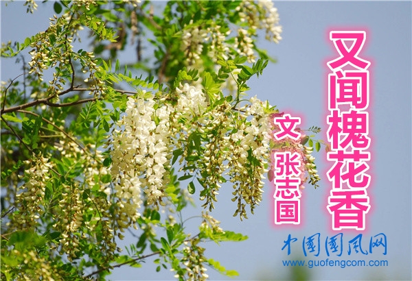  又聞槐花香（文   張志國  ）