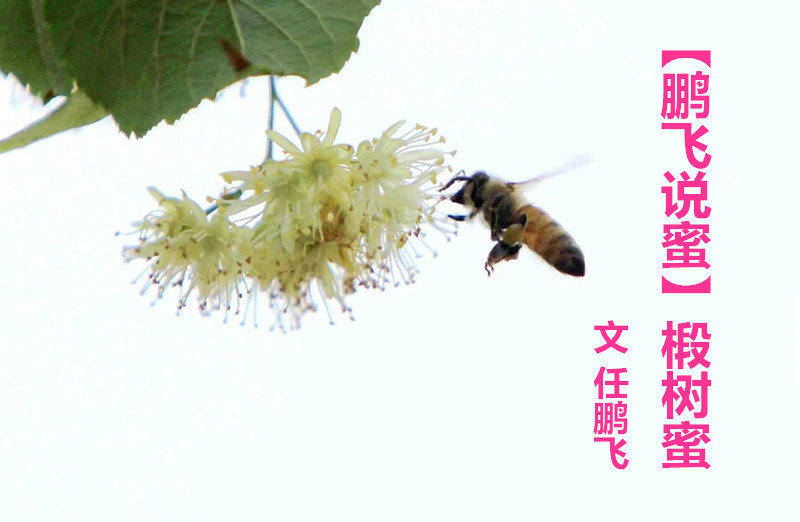  【鵬飛說(shuō)蜜】椴樹(shù)蜜