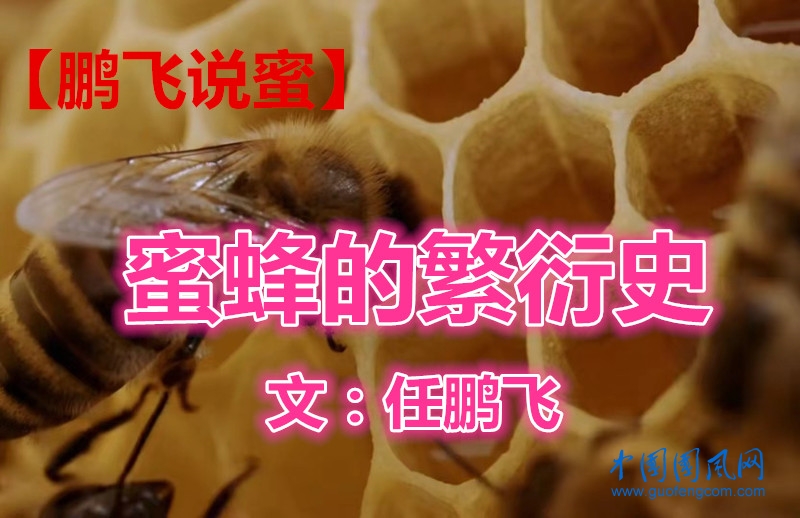 【鵬飛說蜜】蜜蜂的繁衍史