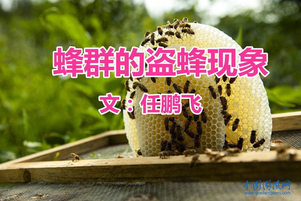 【鵬飛說(shuō)蜜】 蜂群的盜蜂現(xiàn)象