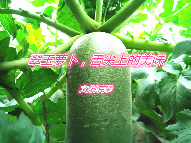 翠玉蘿卜，舌尖上的美味（文/孫克攀）