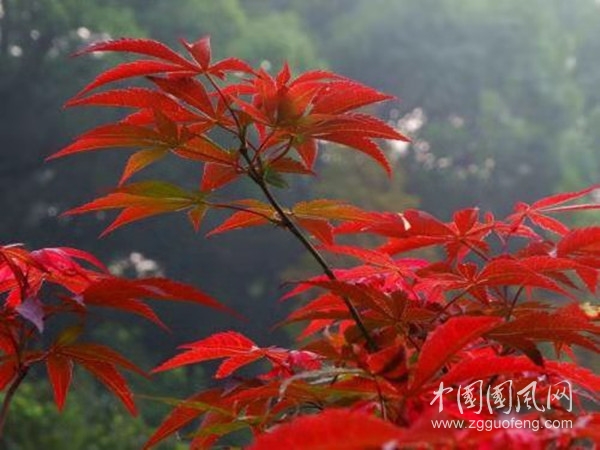 省健康文化旅游發(fā)展促進(jìn)會(huì)領(lǐng)導(dǎo)蒞臨蕪湖縣珩瑯山玫瑰谷調(diào)研