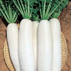 冬至吃蘿卜賽過(guò)小人參
