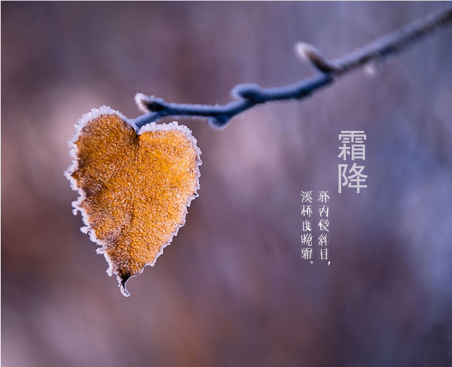 霜降養(yǎng)生吃什么好？