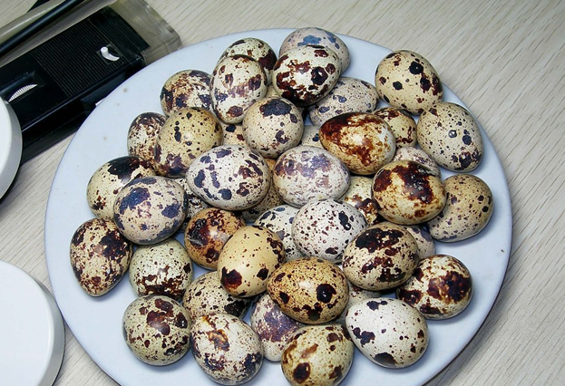 辦公族多吃鵪鶉蛋可以補(bǔ)腦哦