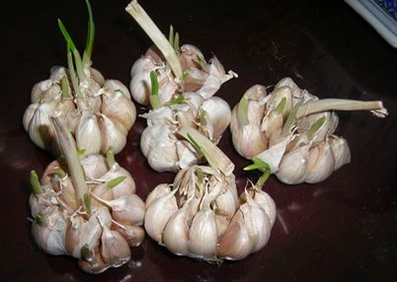 大蒜發(fā)芽了還能吃嗎？來看看發(fā)芽還能不能吃的幾種食物！