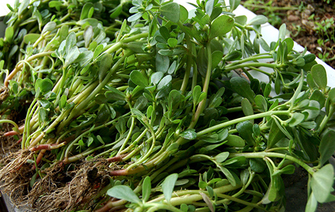 常吃這些野菜，不光能清熱解毒，還能抗癌哦