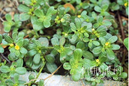 美容抗衰老的田間地頭野菜
