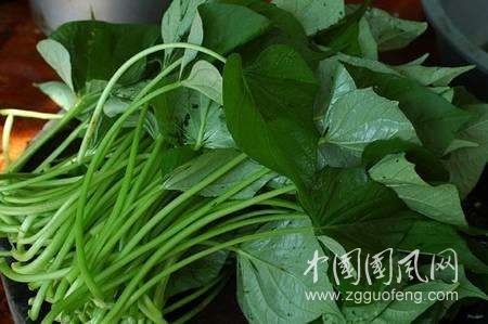 農(nóng)村地里這種菜葉子治病效果賽人參，可惜很多人不知道