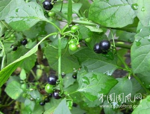 兒時(shí)在農(nóng)村最愛吃的野果，清熱解毒抗癌效果好