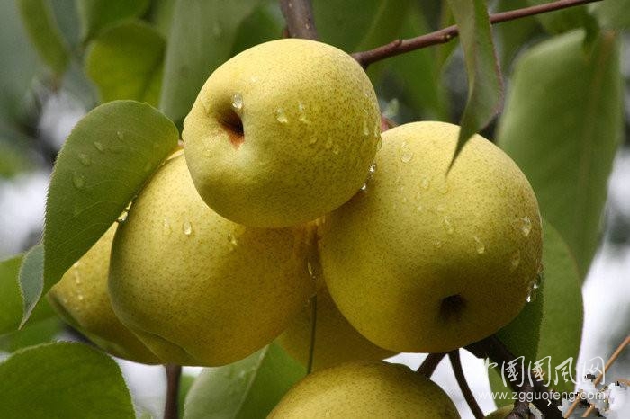 每天吃一個(gè)它！能幫你快速排出體內(nèi)致癌垃圾