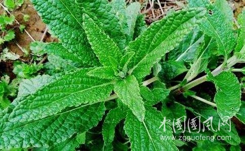 鄉(xiāng)下的救命仙草，一種草能治十幾種病，你們知道幾種？