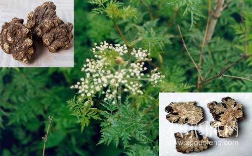 治婦科病，預(yù)防糖尿病和心血管疾病的這些野菜，有錢都吃不上