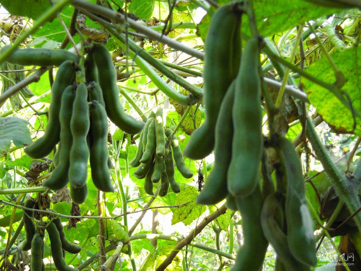 農(nóng)村這野菜，是“護(hù)腰圣手”，治腰脊酸痛