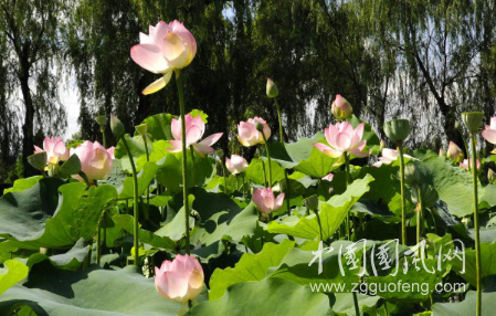 想解暑？蓮是夏日寶