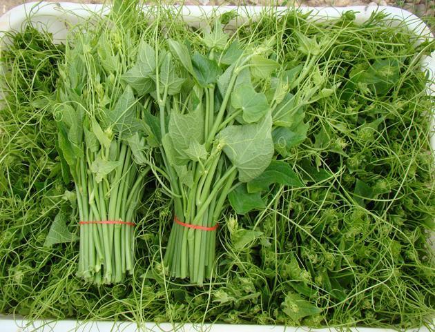 兒童多吃此野菜，營養(yǎng)價值高、促進發(fā)育、助消化！
