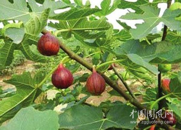 無花果葉的藥用功效與作用