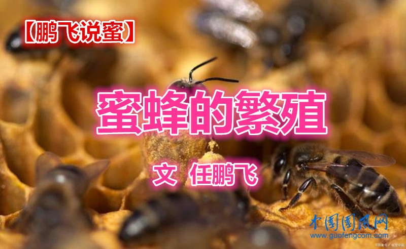 【鵬飛說蜜】蜜蜂的繁殖