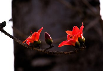 【慢旅行】昌江最美旅游季，木棉花開時！