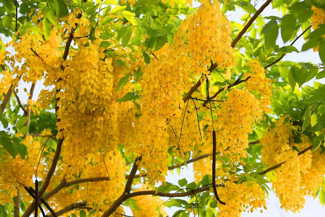 在潮州你見過這樣的花嗎 滿樹金黃 隨風搖曳