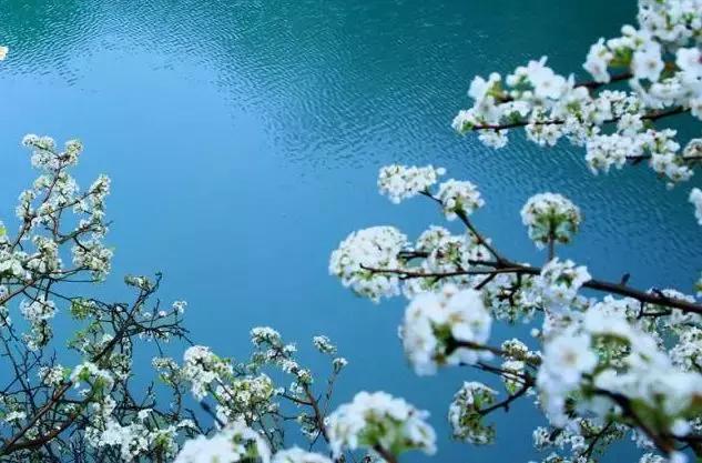 欽州這個(gè)地方梨樹花開，漫山遍野白茫茫一片、如臨如人間仙境！