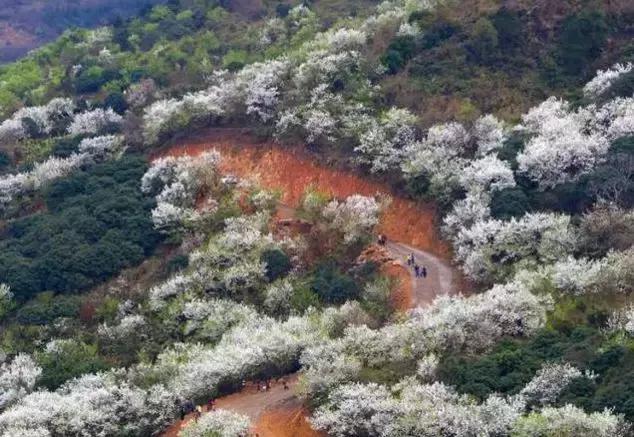 欽州這個(gè)地方梨樹花開，漫山遍野白茫茫一片、如臨如人間仙境！