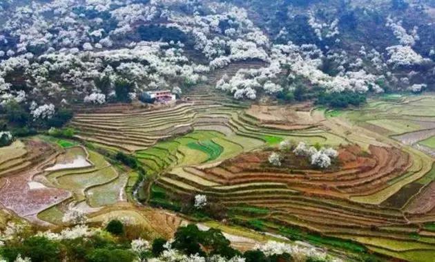 欽州這個(gè)地方梨樹花開，漫山遍野白茫茫一片、如臨如人間仙境！