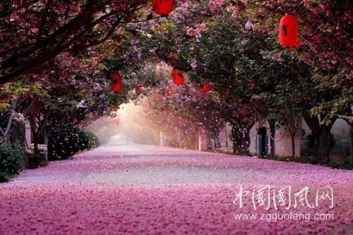 賞櫻花不必去日本了！世界上最大的櫻花園就在中國！