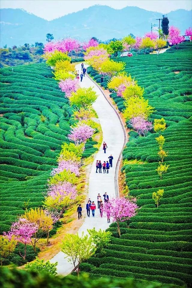 世界最大櫻花園在中國(guó)！比日本大5倍，是阿里山的10倍美！