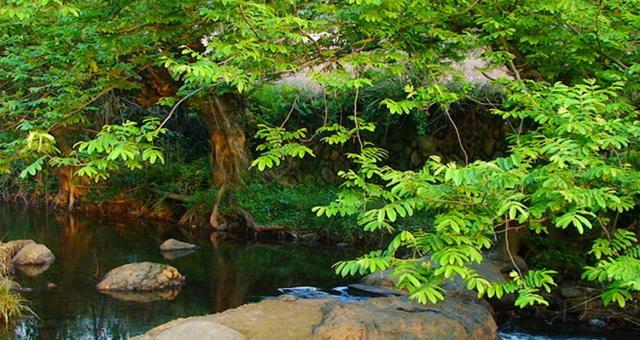到這里看大自然鬼斧神工，野生娃娃魚，穿山甲，云豹等