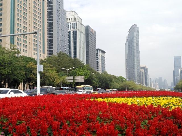 2月份正是深圳最美時(shí)節(jié)，滿城花開，請(qǐng)叫深圳為''花城''！
