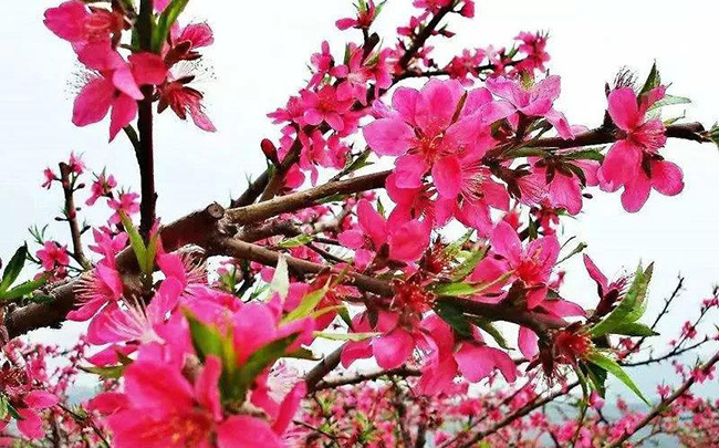 桃花上枝頭，特推薦幾處桃花正濃的鄉(xiāng)村供您觀賞