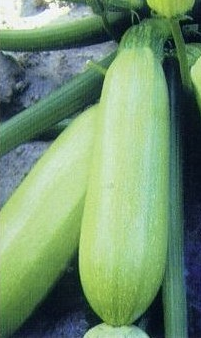 冬瓜、南瓜、西瓜都有為什么沒有北瓜呢？