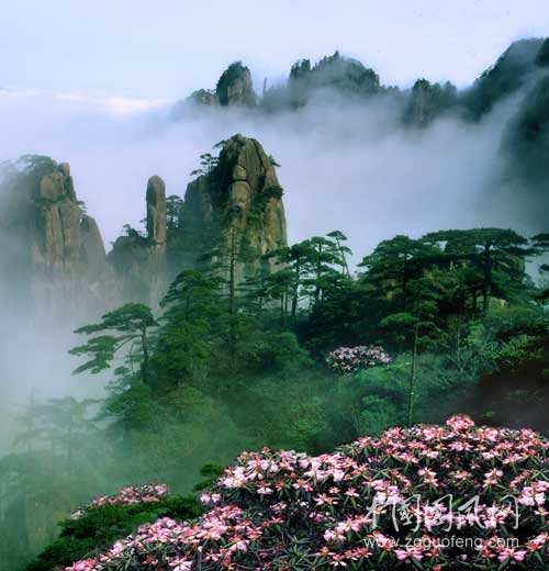 杜鵑.jpg