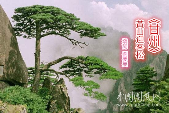 迎客松.jpg