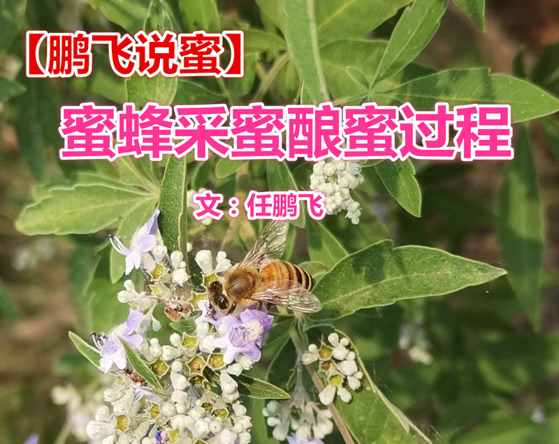  【鵬飛說蜜】蜜蜂采蜜釀蜜過程