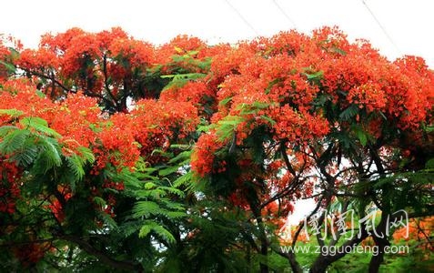 鳳凰花.jpg