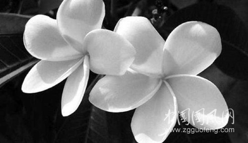 雙生花.jpg
