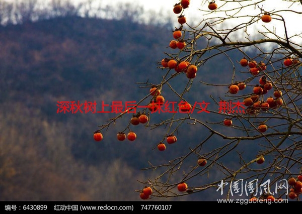 深秋樹上最后一抹紅色（文  荊杰）