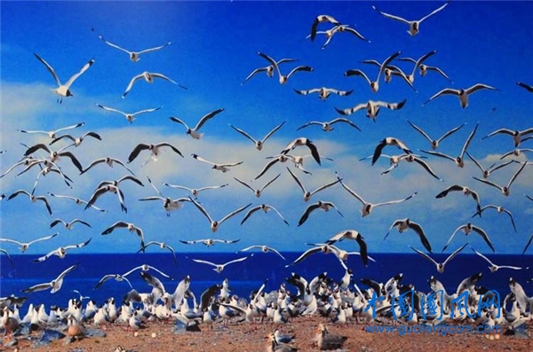 三，青海湖鳥島.jpg