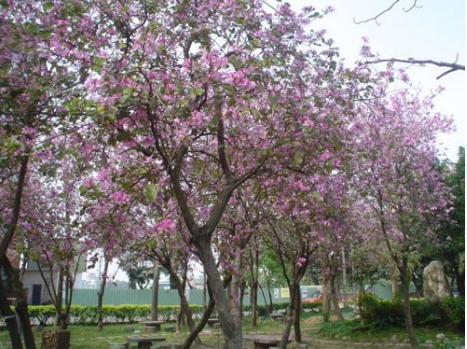 洋紫荊