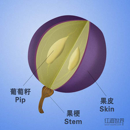 葡萄酒的味道是從哪里來的？