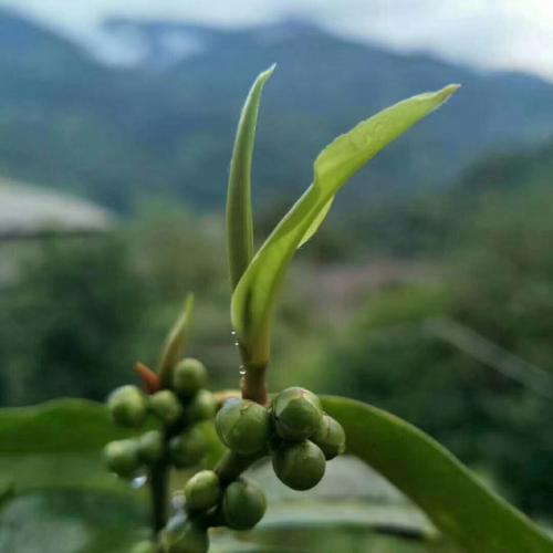 茶綠春更深