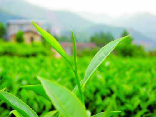 漳州白芽奇蘭茶的文化特色