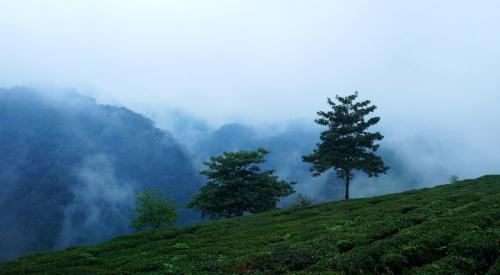 乾隆與茶的故事