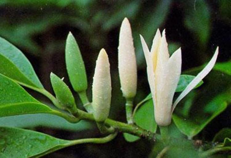 蘭花與茶