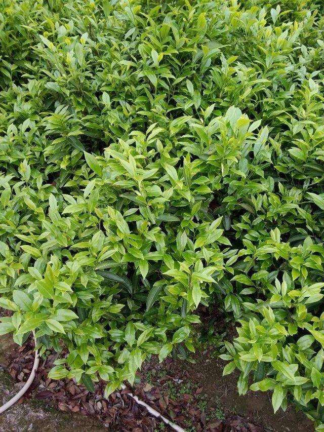 鳳凰茶簡史
