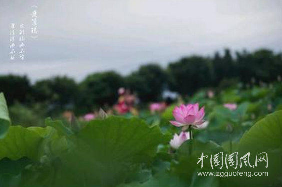 愛(ài)蓮說(shuō)