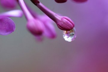 六月，醉了一朵花的遇見